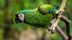 Green Parrot Closeup