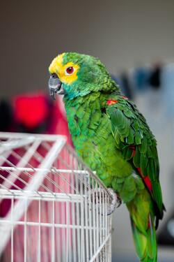 Green Parrot Seating on Cage