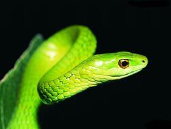Green Snake Background Image