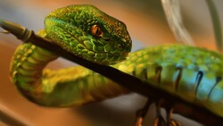 Green Snake Closeup Photo