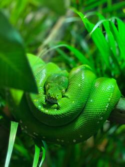 Green Snake Mobile Pic
