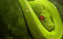Green Snake Python Image