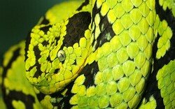 Green Snake Wide Wallpaper