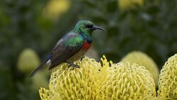 Green Sunbird on Flowers