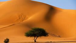 Green Tree in Desert Wallpaper