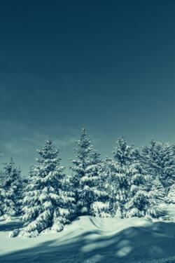 Green Trees Covered With Snow in Winter