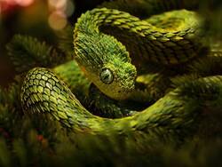 Green Viper on Tree