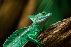 Green Wild Lizard Pic