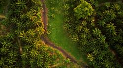 Greenery Nature Top View