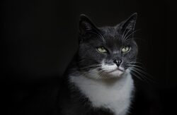 Grey And White Cat