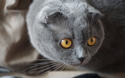 Grey Cat Looking Something HD Wallpaper