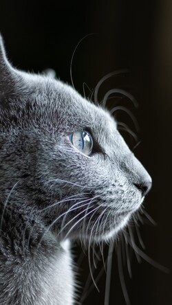 Grey Cat Side Image