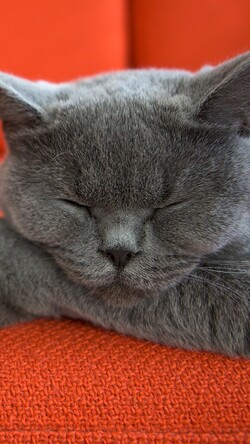 Grey Cat Sleeping Image