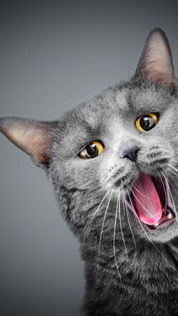 Grey Cat Yawn Image