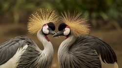 Grey Crowned Crane Couple Bird