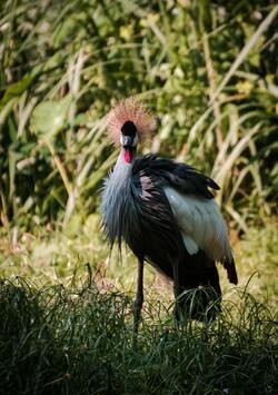 Grey Crowned Crane Standing in Grass