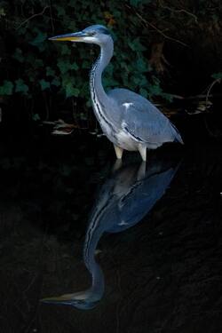 Grey Heron Bird Standing in Water