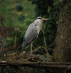 Grey Heron Bird Standing on Tree