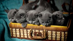 Grey Kitten Cat Sitting in Basket