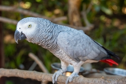 Grey Parrot Bird Sitting on Tree Branch