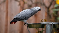 Grey Parrot