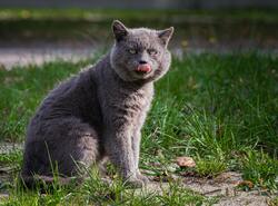 Grey Wild Cat on Green Grass