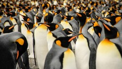 Group of Bird Penguins