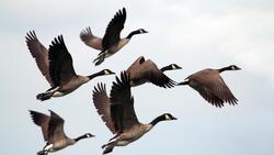 Group of Birds Flock 4K