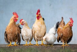 Group of Chicken