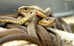 Group of Dangerous Snakes