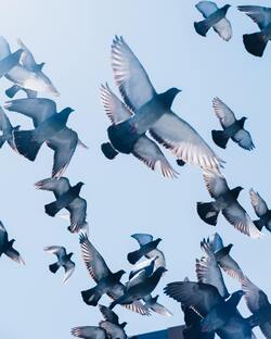 Group of Dove Flying Image
