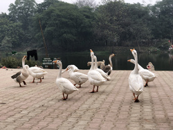 Group Of Duck at Lakeside