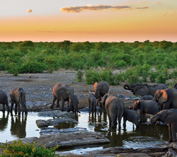 Group of Elephants Drinking