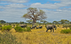 Group of Elephants Walking Photo