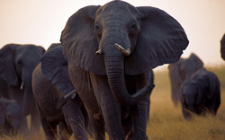 Group Of Elephants Walking