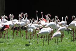Group of Flamingo Birds