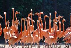 Group Of Flamingos In Zoo 4K Wallpaper