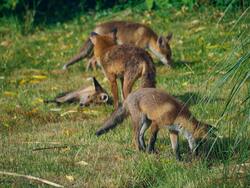 Group of Fox