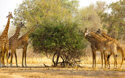 Group of Giraffes in Jungle