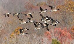 Group of Goose Flying Image