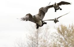 Group of Goose Flying