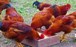 Group of Hens Eating
