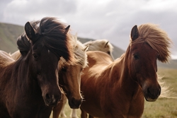 Group of Horse Animal Photo