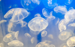 Group Of Jellyfishes in Sea Wallpaper