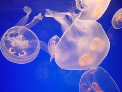 Group of Jellyfishes Wallpaper