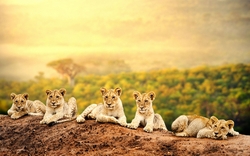 Group of Lion Cubs Pic