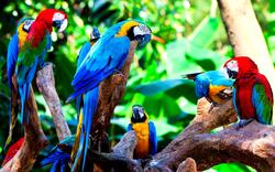 Group of Macaw Birds 4K