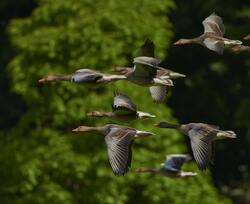 Group of Mallard Duck Birds is Flying