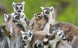 Group Of Meerkats