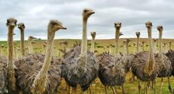 Group of Ostrich Under White Sky Ultra HD Wallpaper